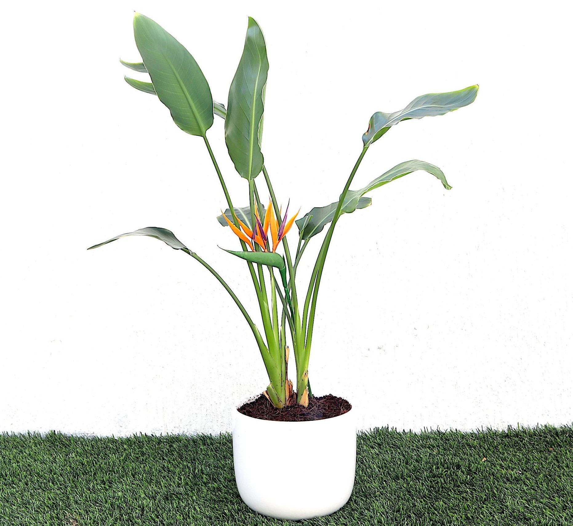 strelitzia reginae