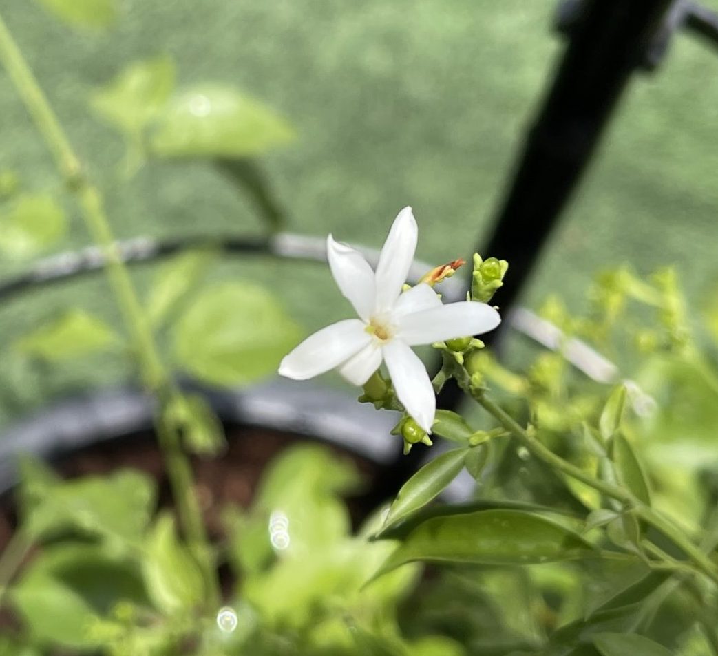 Jasminum grandiflora 