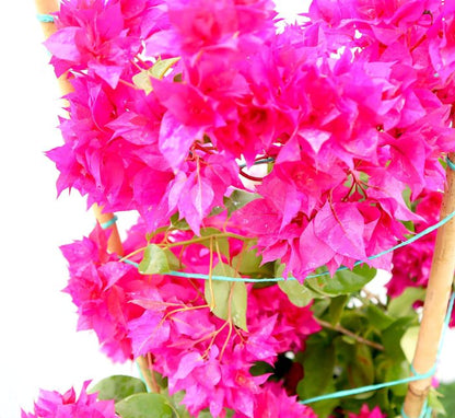 Bougainvillea Double Flower