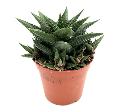 Haworthia fasciata