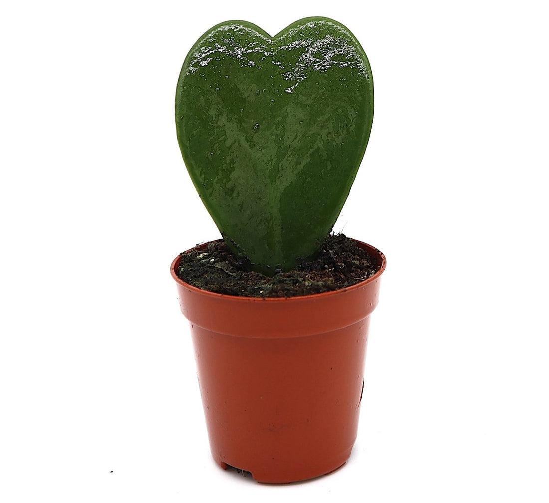 Lucky Heart “Hoya Kerrii