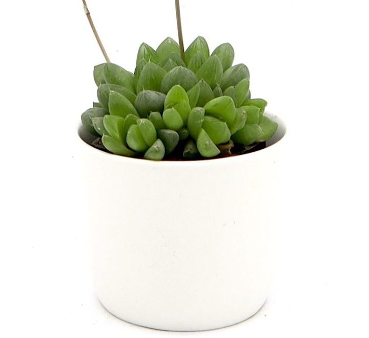 Haworthia Cooperi “Window Haworthia” 4-6cm (Mini succulents)