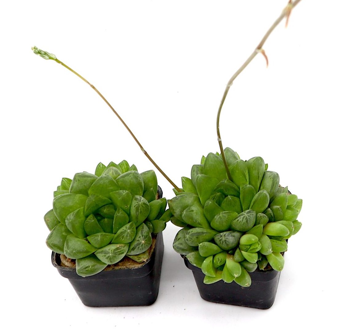 Haworthia Cooperi “Window Haworthia” 4-6cm (Mini succulents)