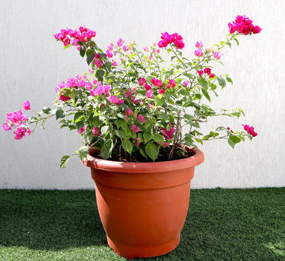 Bougainvillea Pink