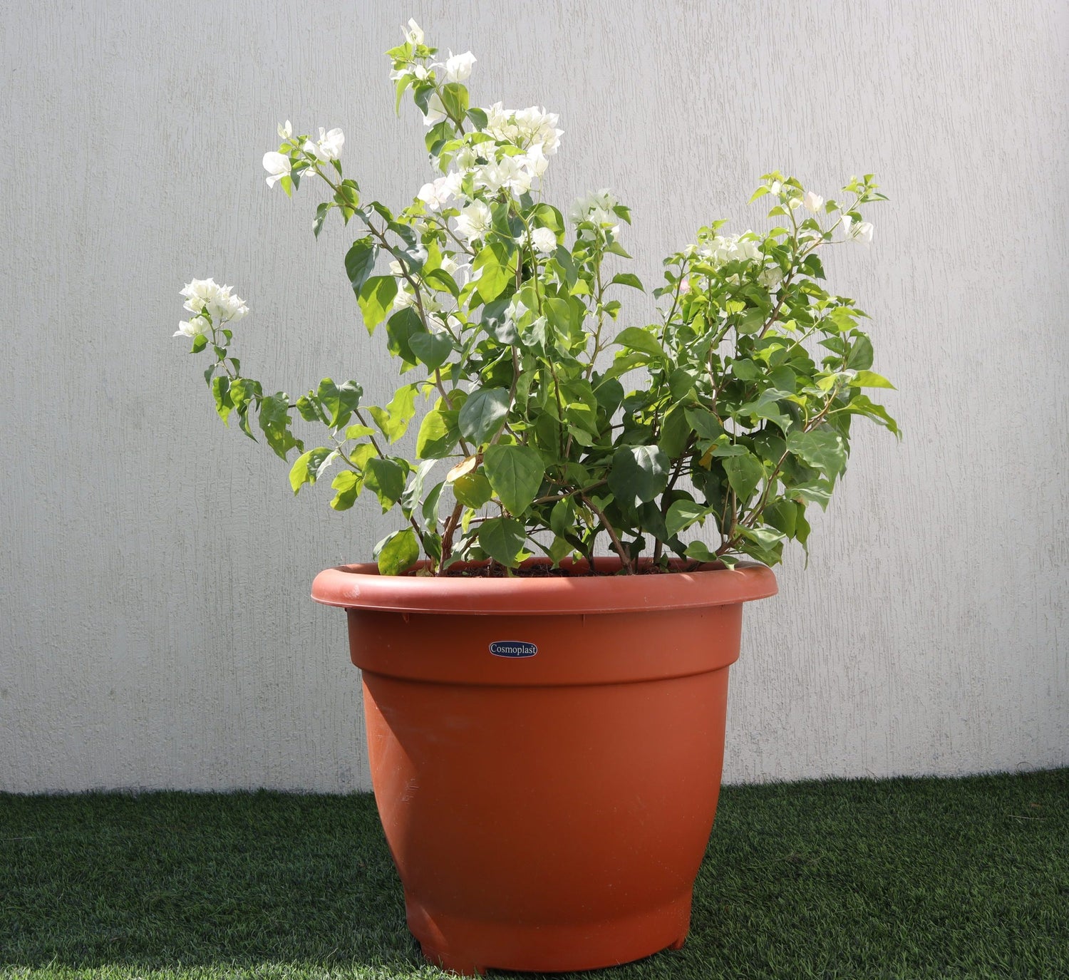 Bougainvillea White in 20″ Cosmoplast Round Pot