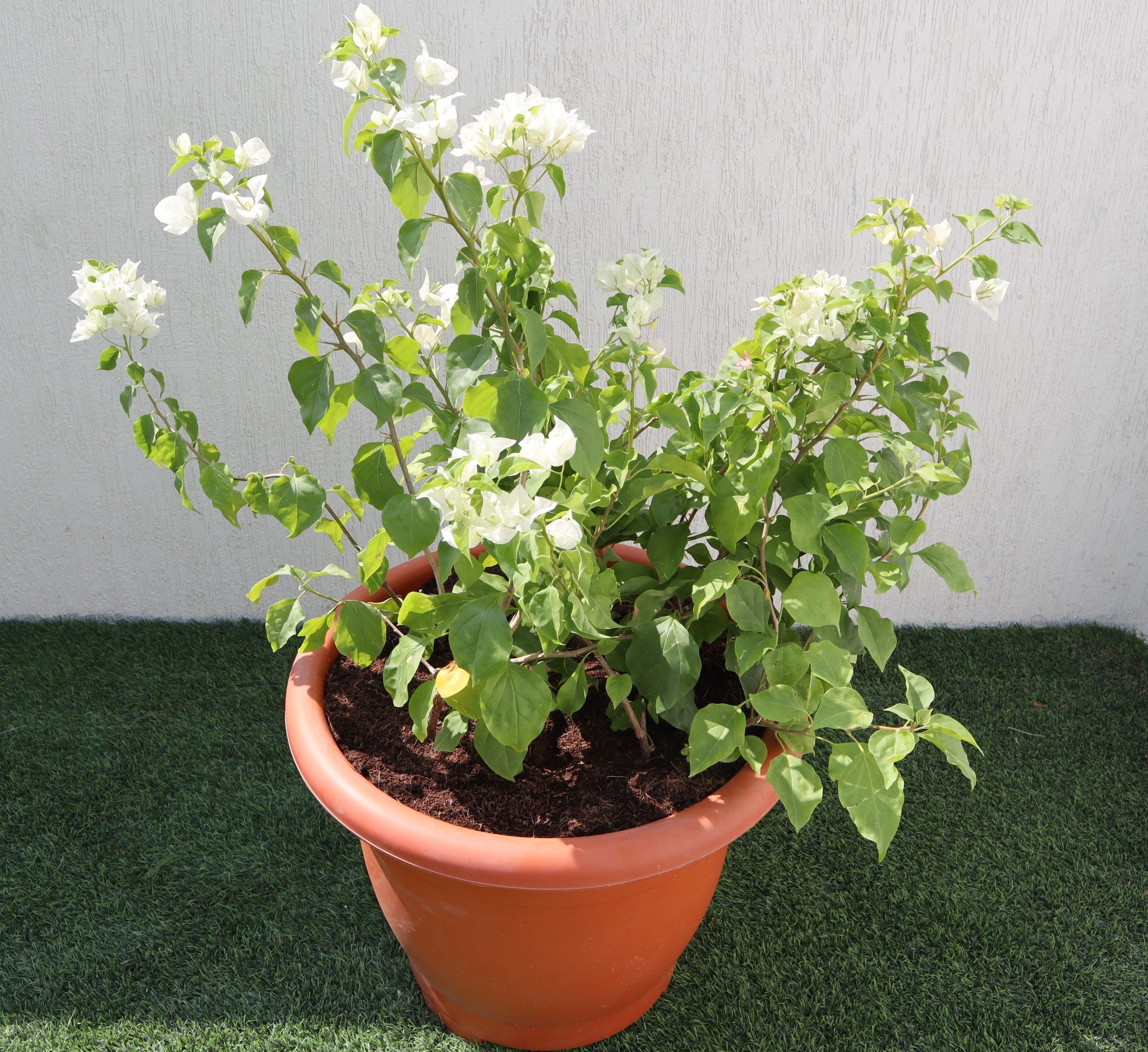 Bougainvillea White in 20″ Cosmoplast Round Pot