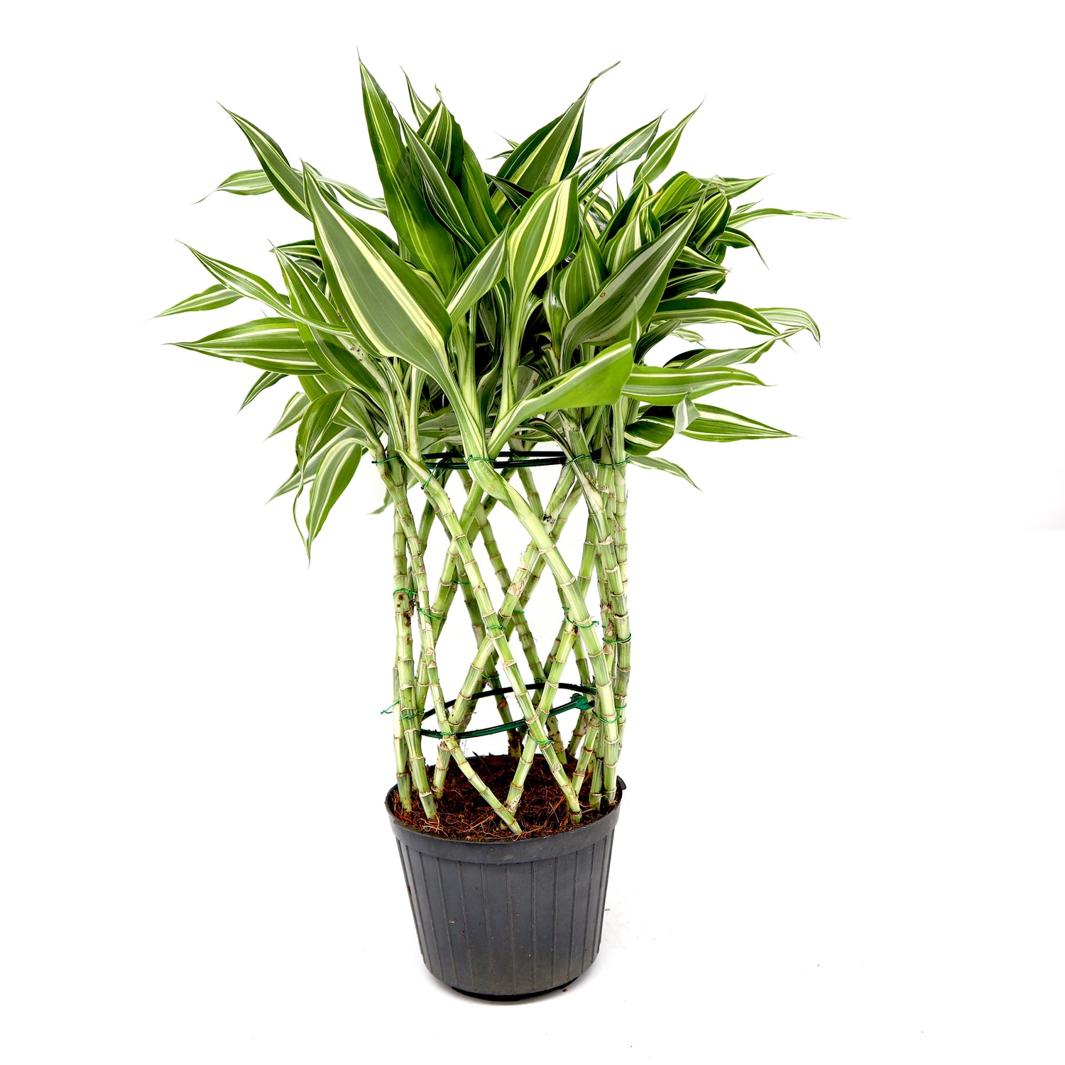 Dracaena Sanderiana