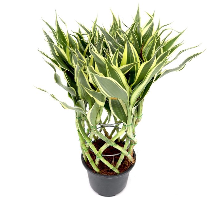 Dracaena Sanderiana