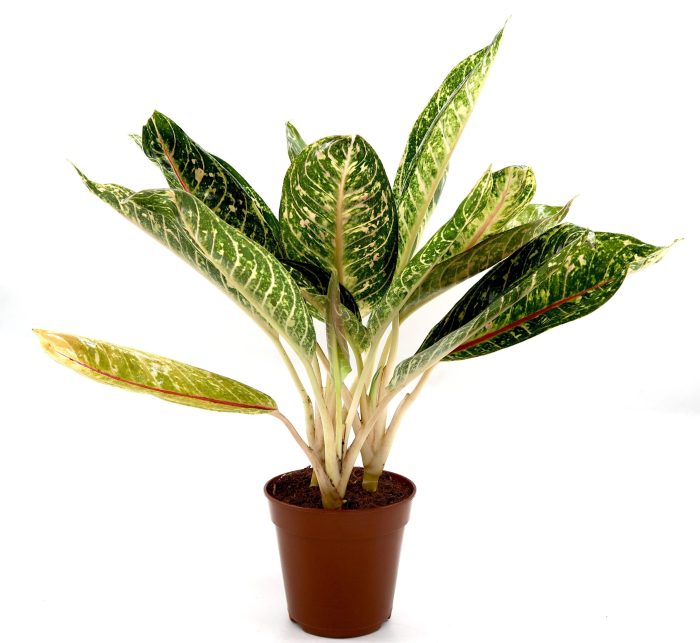 Aglaonema spp