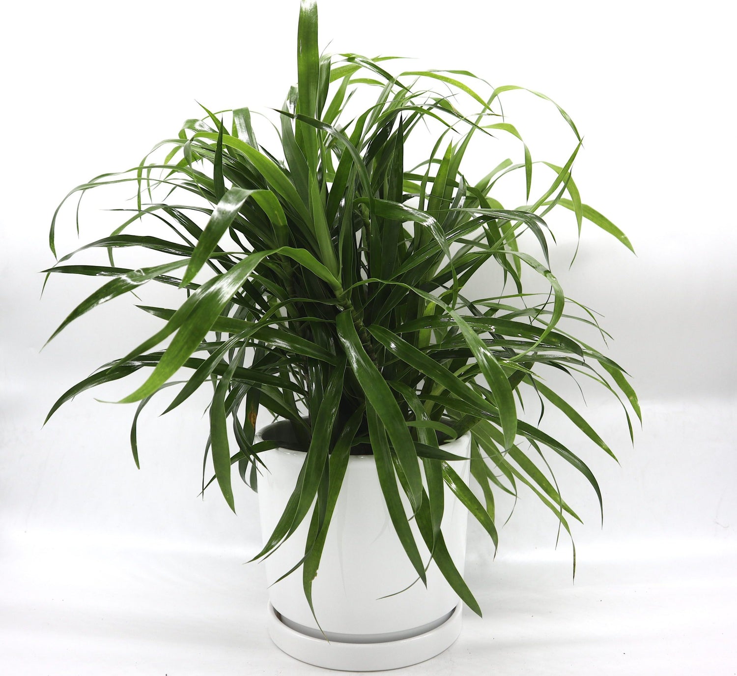 Green Dracaena Sanderiana 