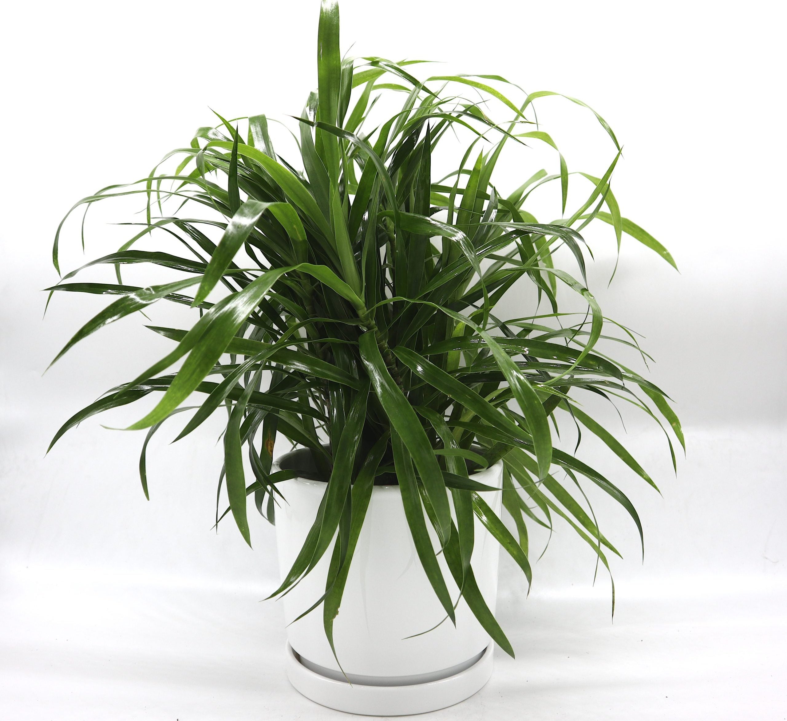 Green Dracaena Sanderiana 