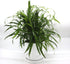 Green Dracaena Sanderiana 