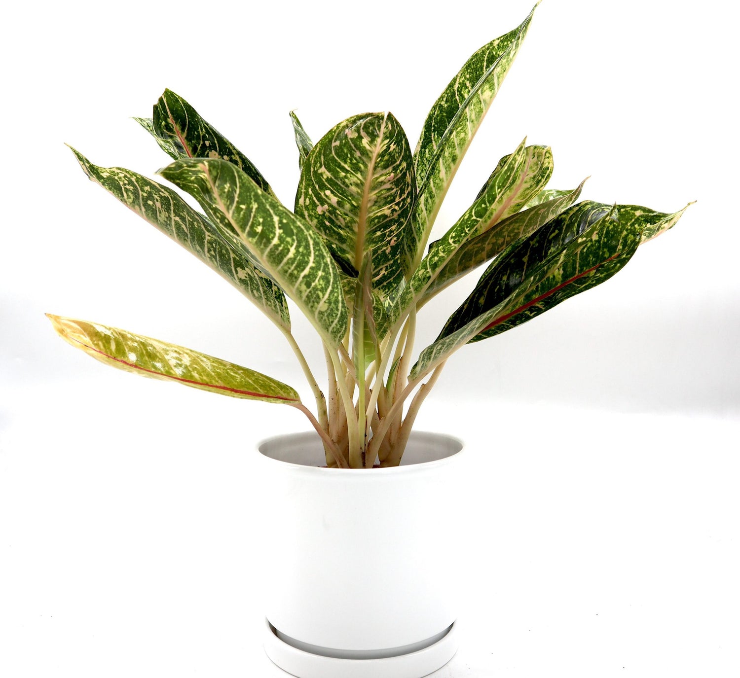 Aglaonema spp