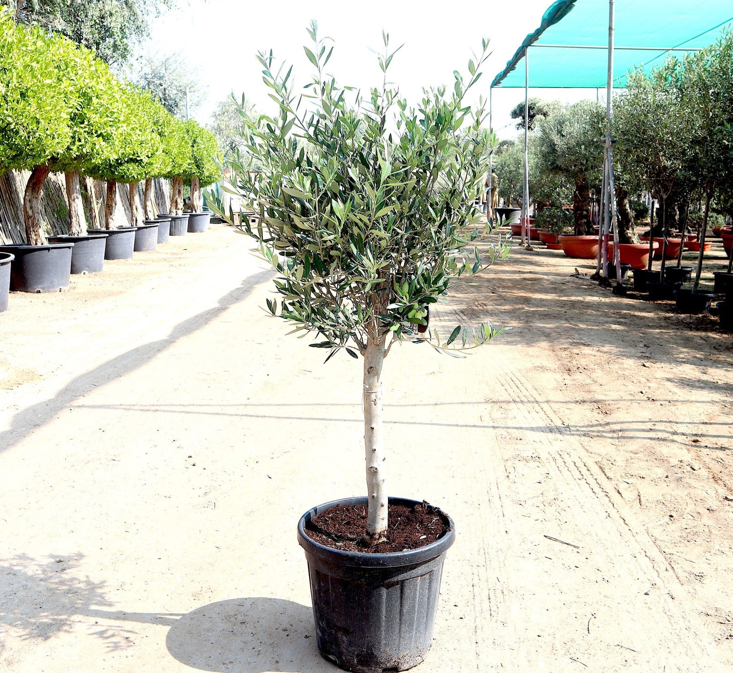 Olive Single Head Bonsai