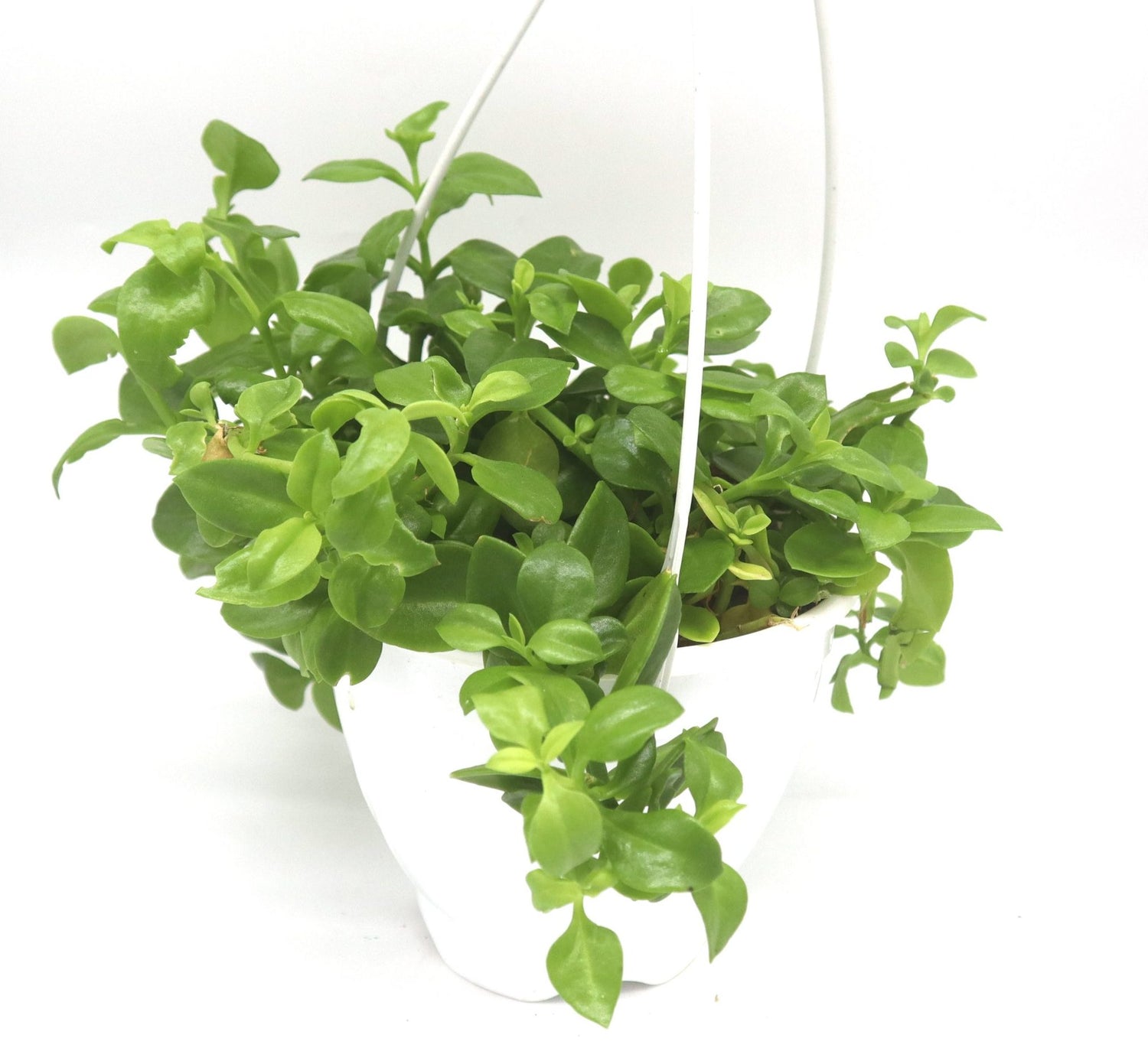 Aptenia Cordifolia Hanging