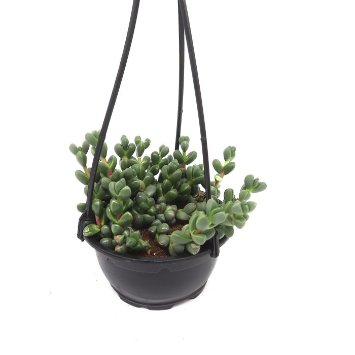 Crassula Rupestris Hanging