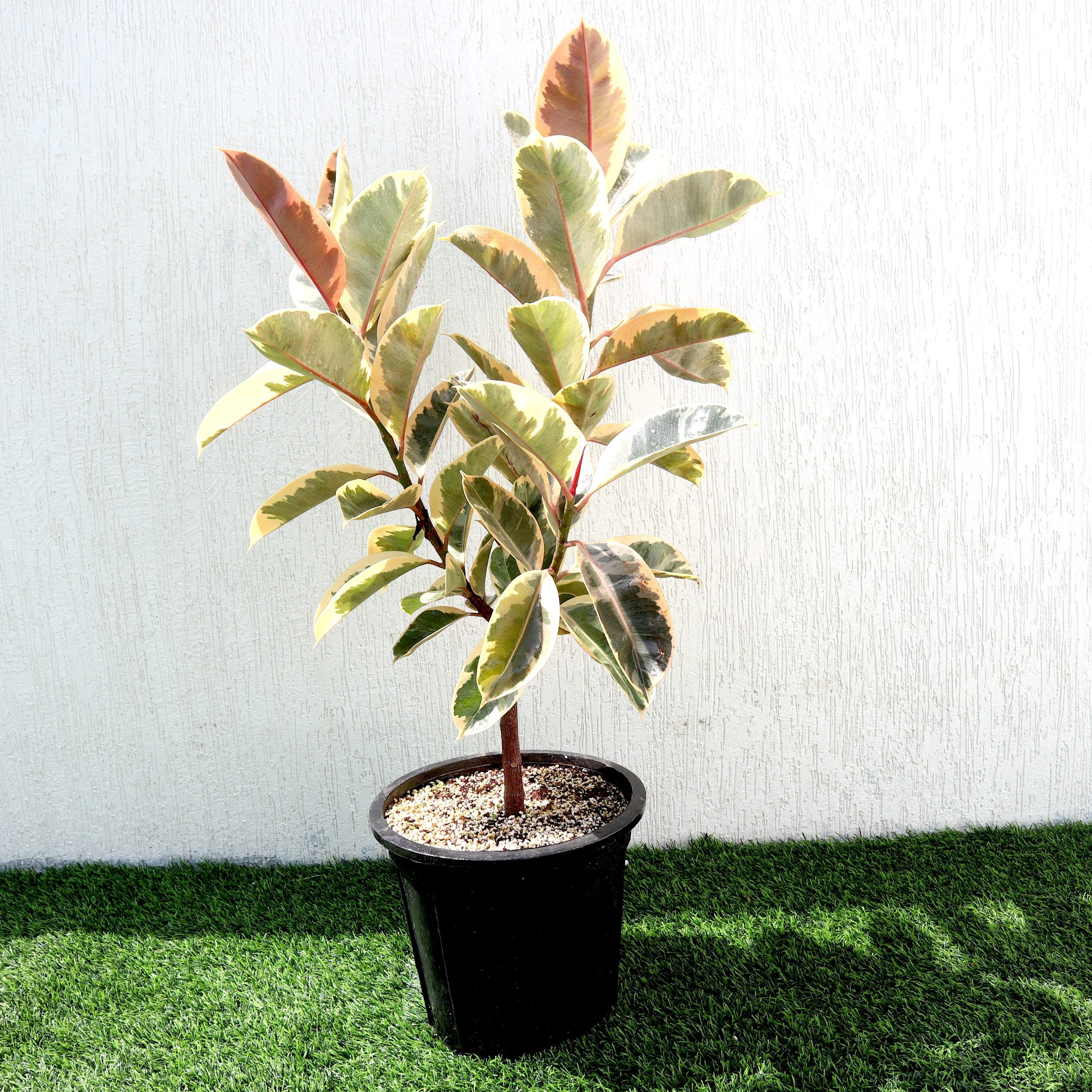 Ficus Elastica Tineke