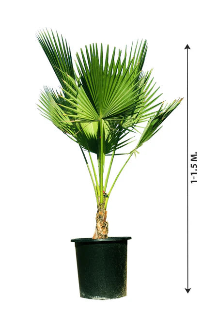 Washingtonia Robusta