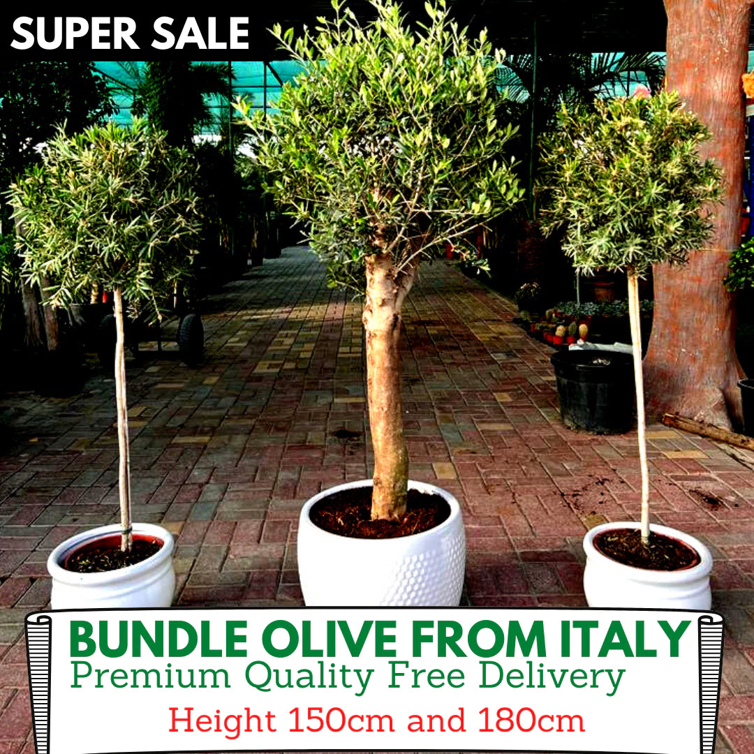 Premium Olive Bundle (3pcs) Dh1839