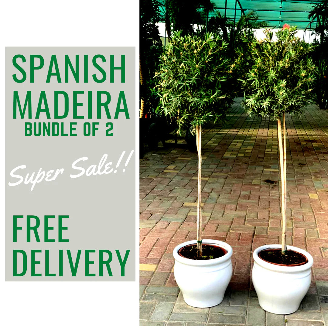 Spanish Olive Madeira Bundle Dh570