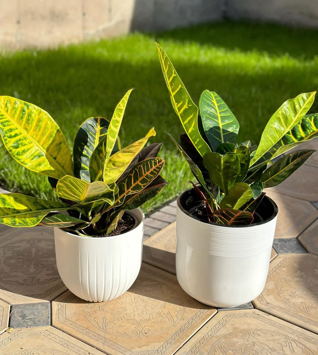 Indoor Croton Bundle 2pcs Dh 162