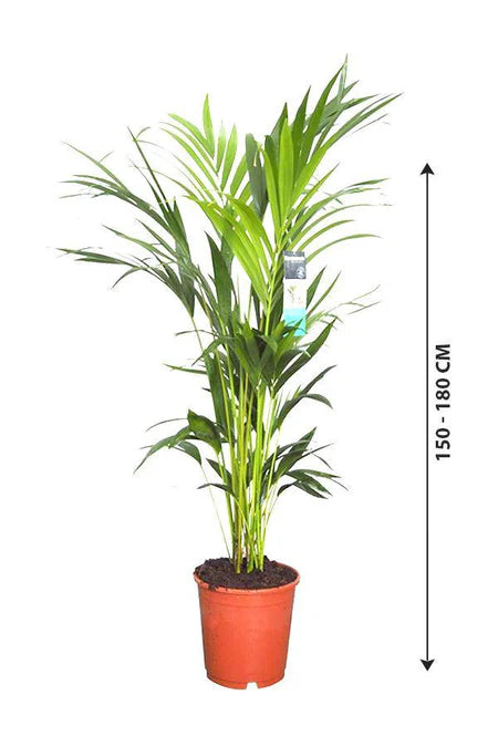 Kentia Palm