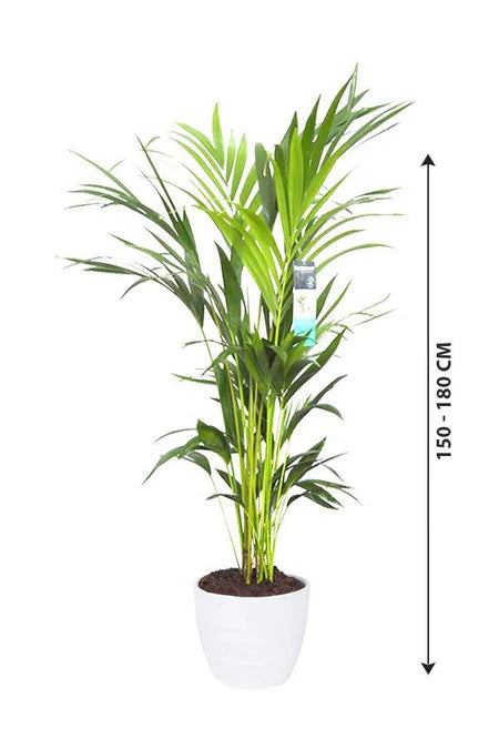 Kentia Palm