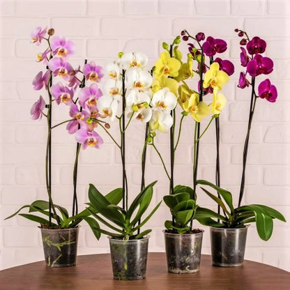 Moth Orchids, Phalaenopsis orchids