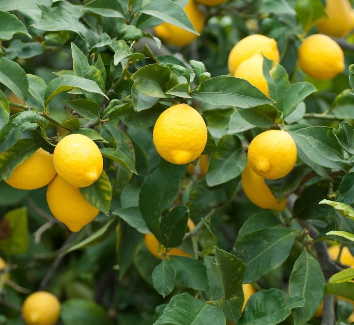 Lemon Tree