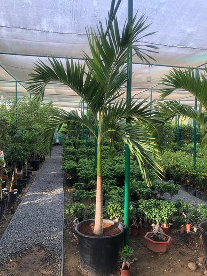 Veitchia Palm