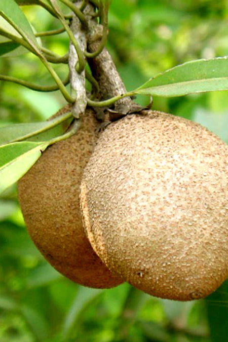 Manilkara Zapota