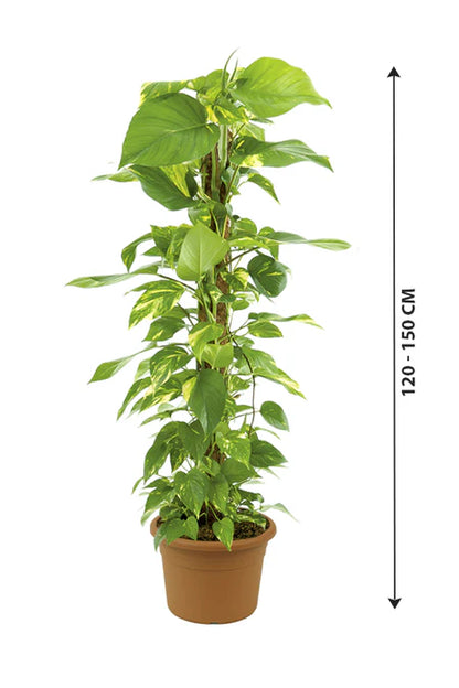 Epipremnum Aureum