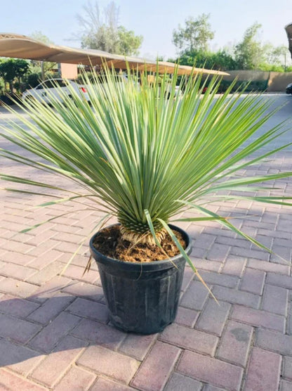 Yucca Rostrata -(Beaked Yucca)