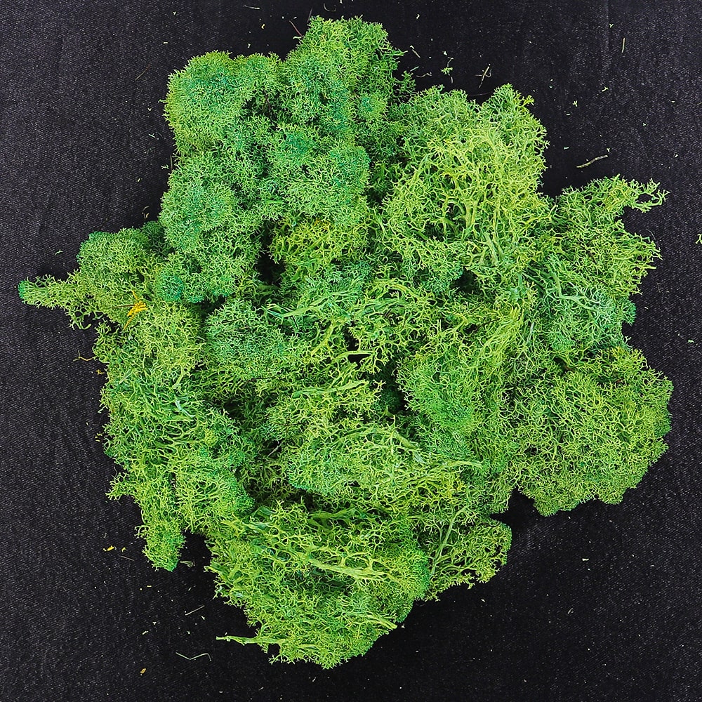 Natural Preserved Fresh Moss