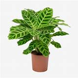 Calathea Zebrina Holland