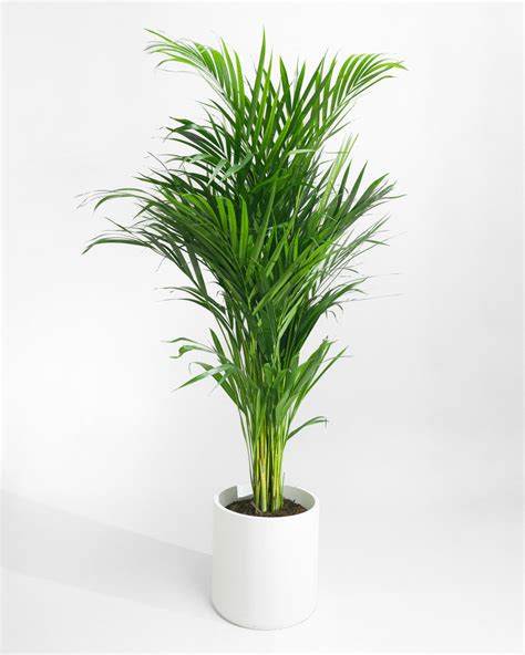 Areca Palm