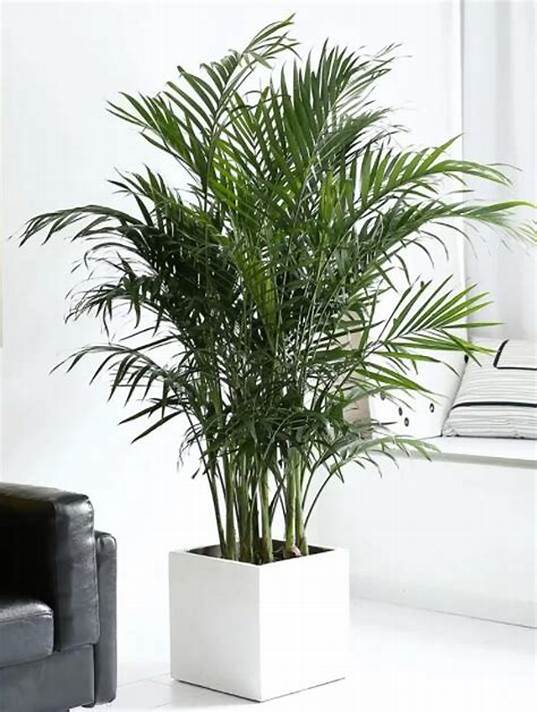 Areca Palm