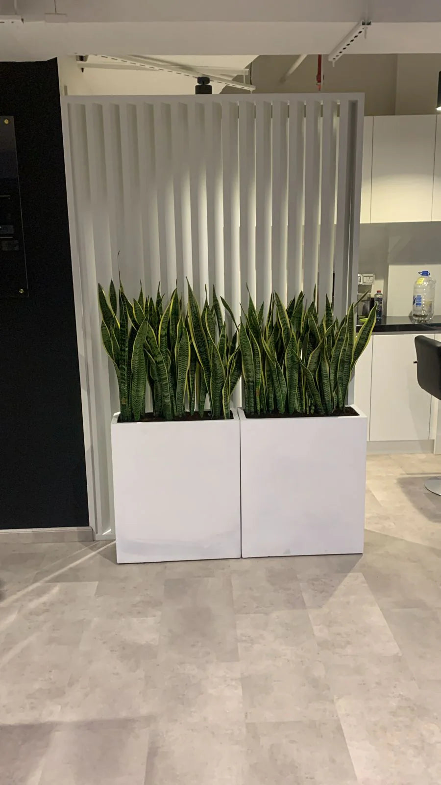 Office Plant Bundle in fiver 2pcs set