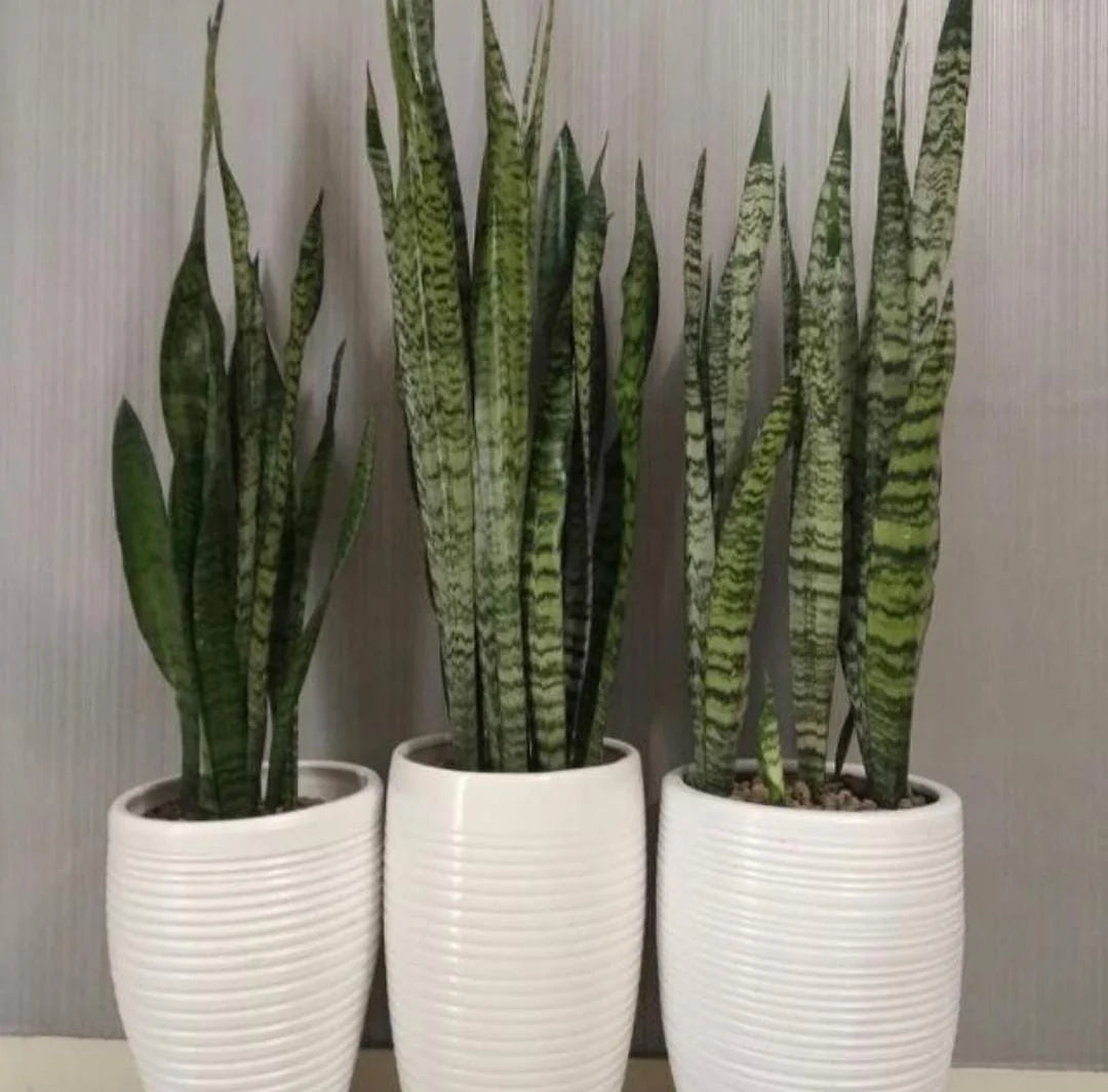 Office Plant Sansevieria Bundle Dh683