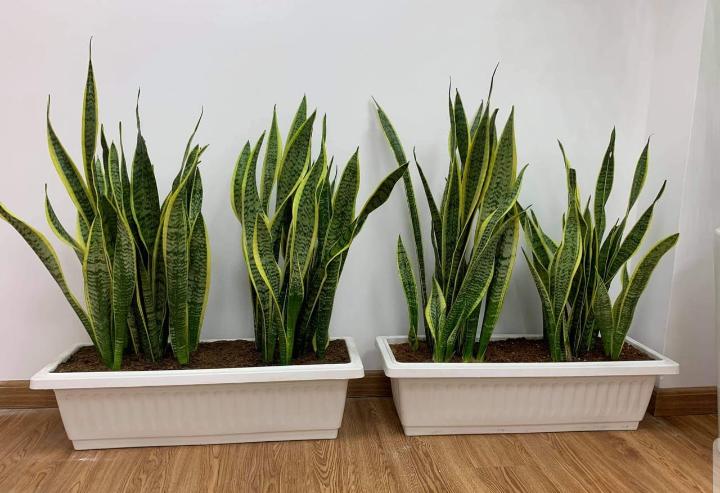 Office Plant Snakeplant Bundle 2