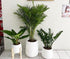 Office Plants Premium 3pcs Set Bundle