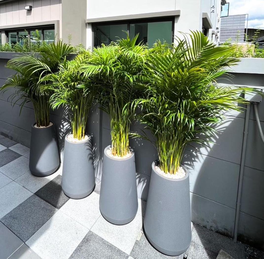 Office Plants Premium Areca Bundle 4pcs