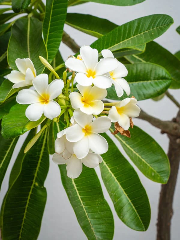 plumeria frangipani plant