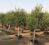 Olea europea or Mature Olive Tree