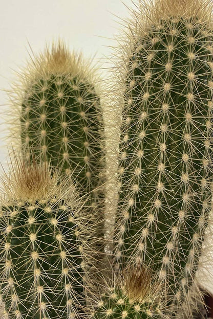 Pachy Cactus