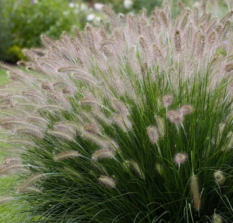 Pennisetum setaceum, African Fountain Grass or Tender Fountain Grass