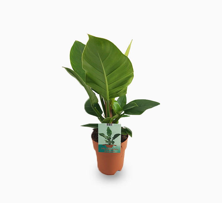 Philodendron Imperial Green