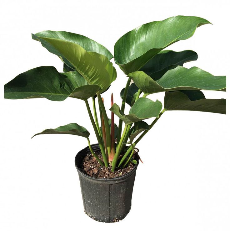 Philodendron Congo Green