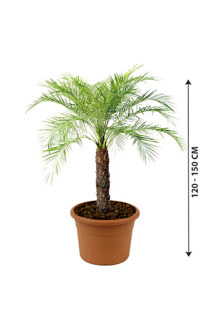 Phoenix Roebelenii 