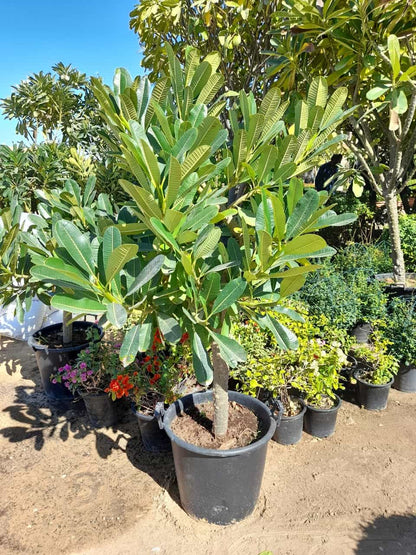 frangipani plumeria plant